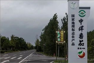 中垾番茄